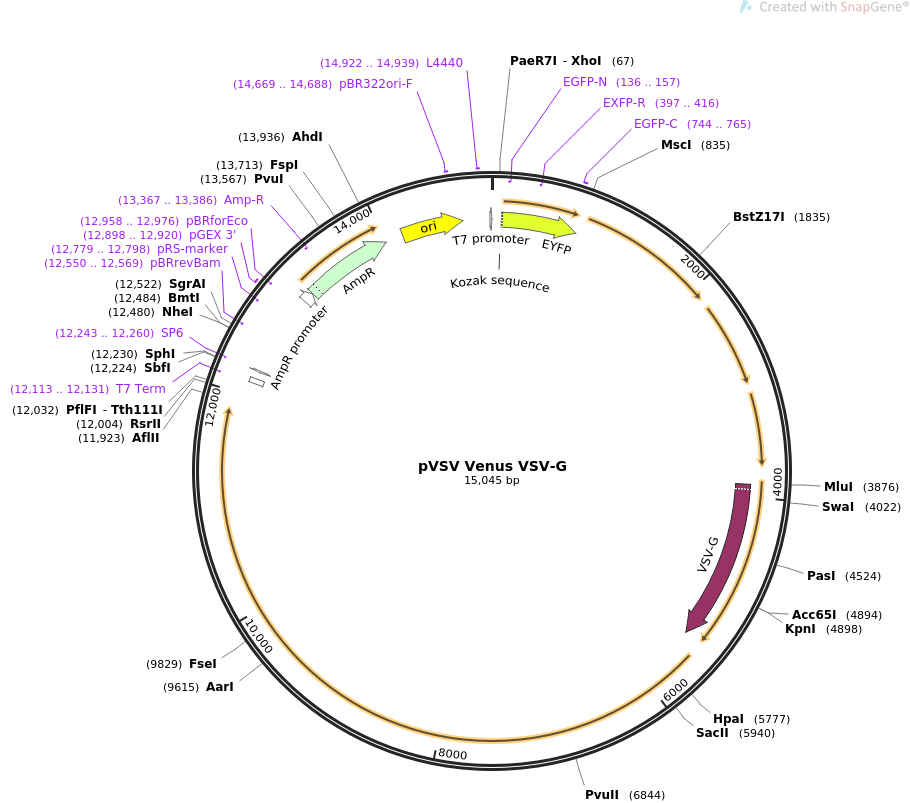 pVSV Venus VSV-G质粒图谱